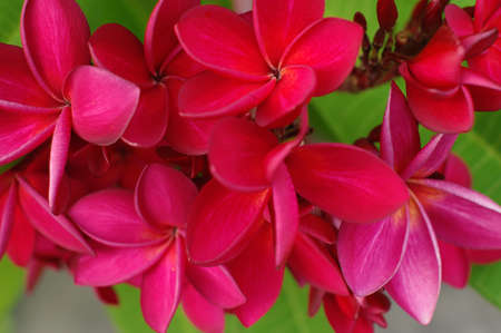 Red flowerの写真素材