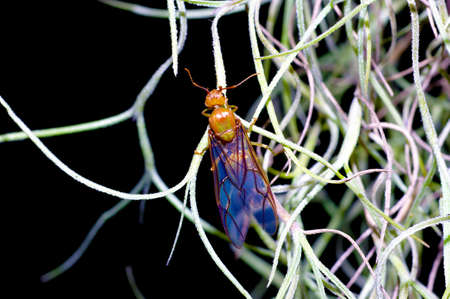 Queen of antの写真素材