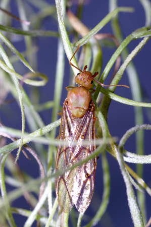 Queen of ant