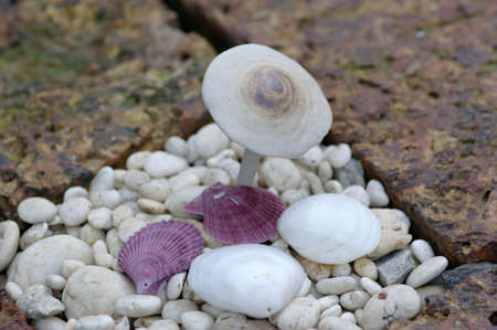 Shell and mushroomの写真素材