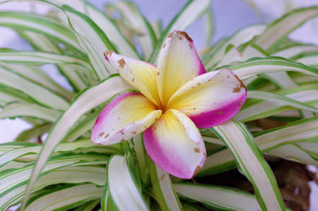 flowerの写真素材