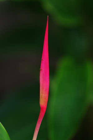 Red flower