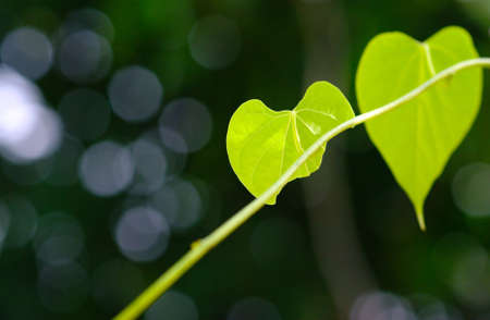 Leaves and lightの写真素材