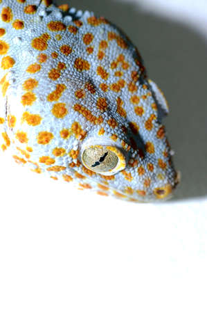 gecko on wallの写真素材