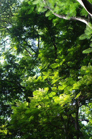 Forestの写真素材