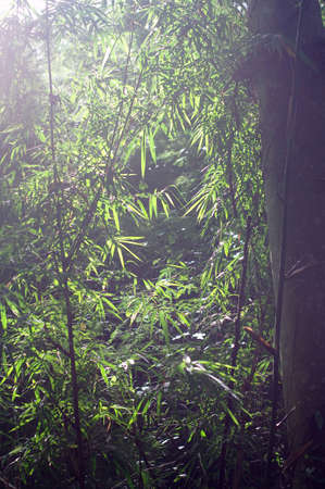Bambooの写真素材