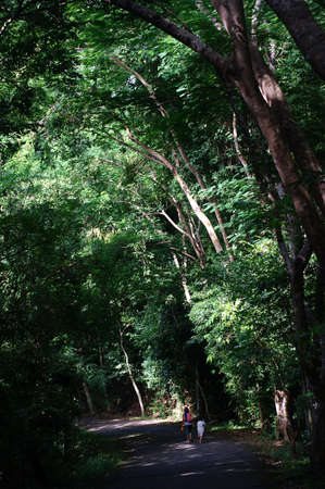 Road in the forestの写真素材