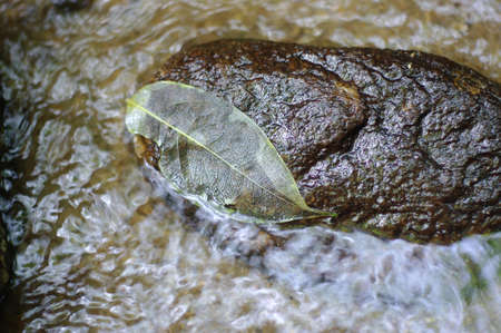 Leaves and waterの写真素材