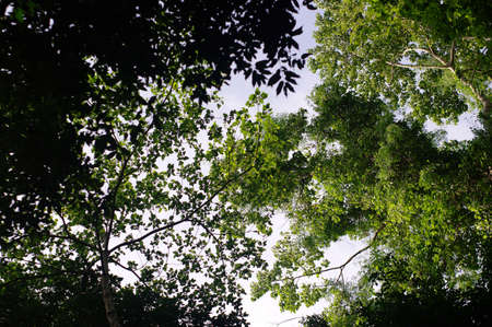 Forestの写真素材