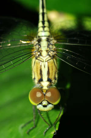 Dragonfly on the leavesの写真素材