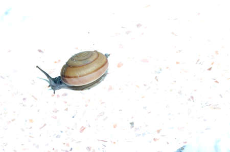 Snails for textureの写真素材