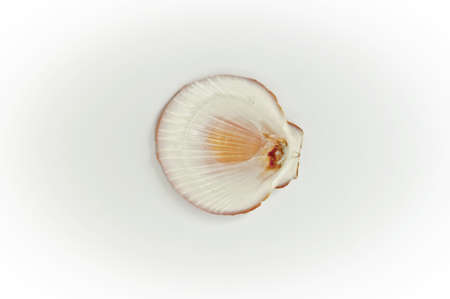 Texture shell arranged by conceptsの写真素材