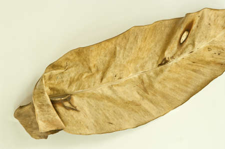 Texture leaves arranged by conceptsの写真素材