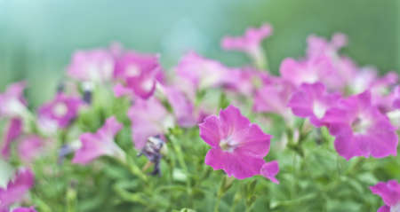 Flowerの写真素材