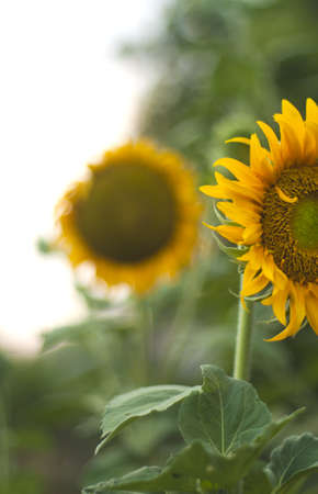 Sunflowerの写真素材