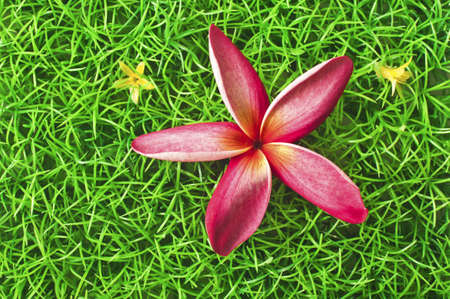 Pink flowers on the grassの写真素材