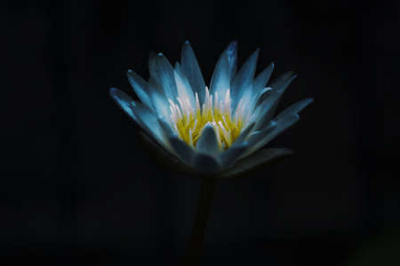 Beautiful lotusの写真素材