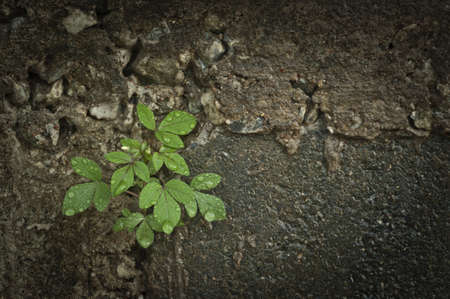 Small tree sprouting through wallの写真素材