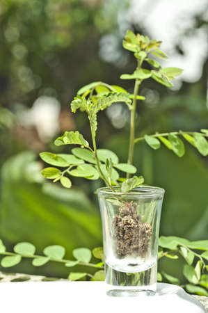 Small tree in cupの写真素材