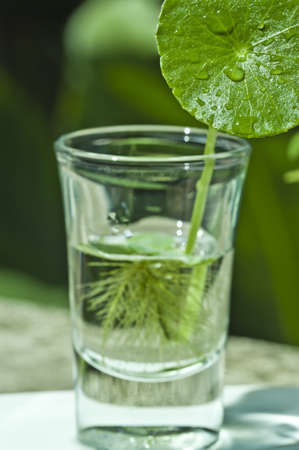 Leaves in a glass cupの写真素材
