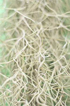 Grassの写真素材