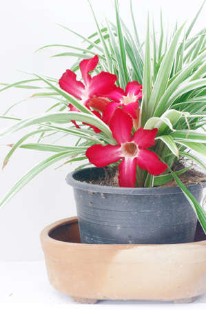 Red flowerの写真素材