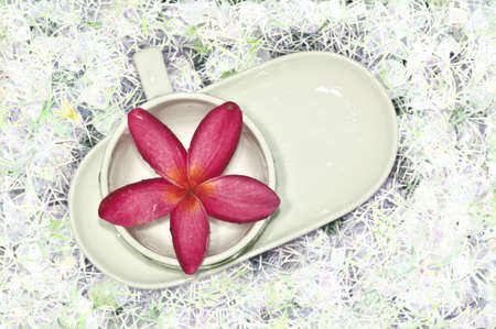 Red flowerの写真素材