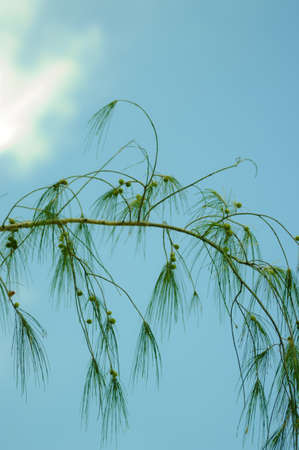 Sky blue and leavesの写真素材