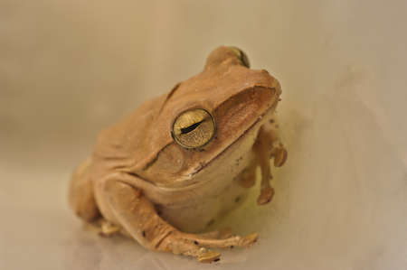Frog cream from Thailandの写真素材