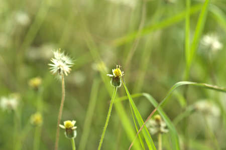 Grass flowerの写真素材