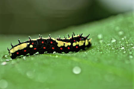 Worm on the leavesの写真素材