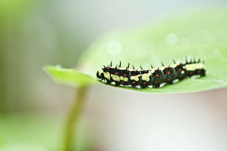 Worm on the leavesの写真素材