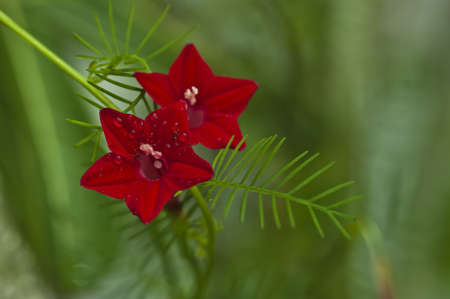 Red flowerの写真素材