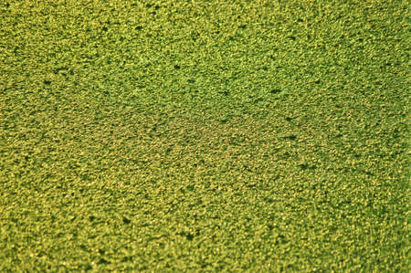 Green background textureの写真素材