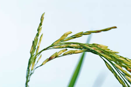 Paddy Thai on rice plantsの写真素材