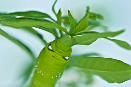 Green worm and leaves on white backgroundの写真素材