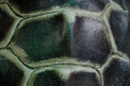Texture of Turtle carapaceの写真素材