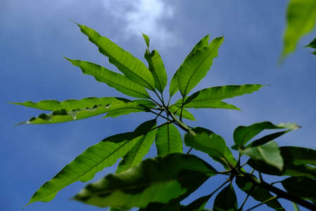 green leaves and sun on blue sky