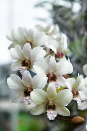 White Orchids Flower inflorescence, from Thailand gardenの写真素材