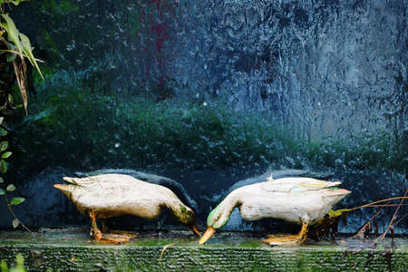 Duck statue in the background waterの写真素材