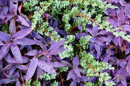 green and Purple  leaf backgroundの写真素材