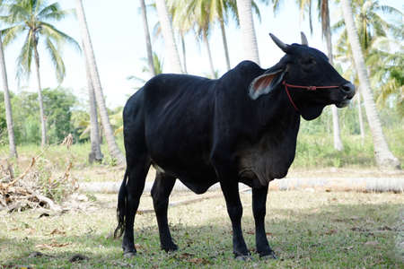 Cattle farms in northeastern Thailandの写真素材