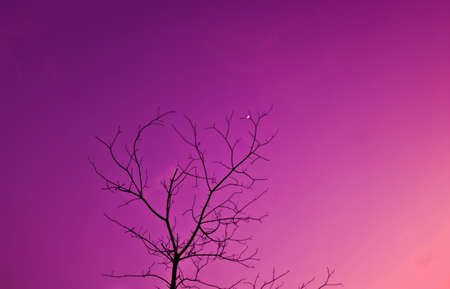 silhouette of dead tree and small moonの写真素材