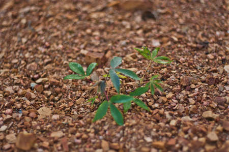 Tree growth from pebbles backgroundの写真素材