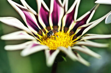 Purple chrysanthemum close up and bee