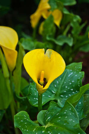 Yellow lily flowers in garden Thailandの写真素材