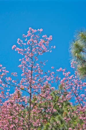 Superb Pink Cherry Blossom with Blue Sky Background