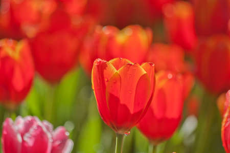 Orange tulips in garden Thailandの写真素材