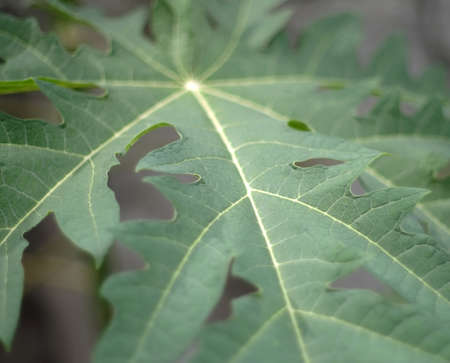 Texture background of backlight fresh green Leaf.
