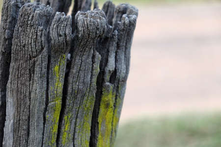 old wood background